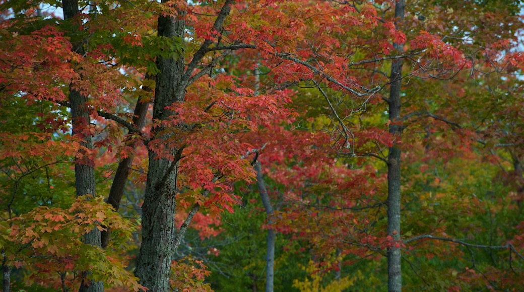 Rangeley mostrando colores de otoño