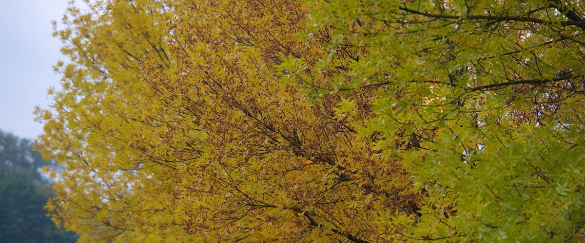 Bethel featuring fall colors