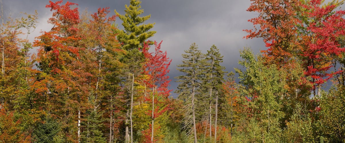 Bethel toont bos en herfstkleuren