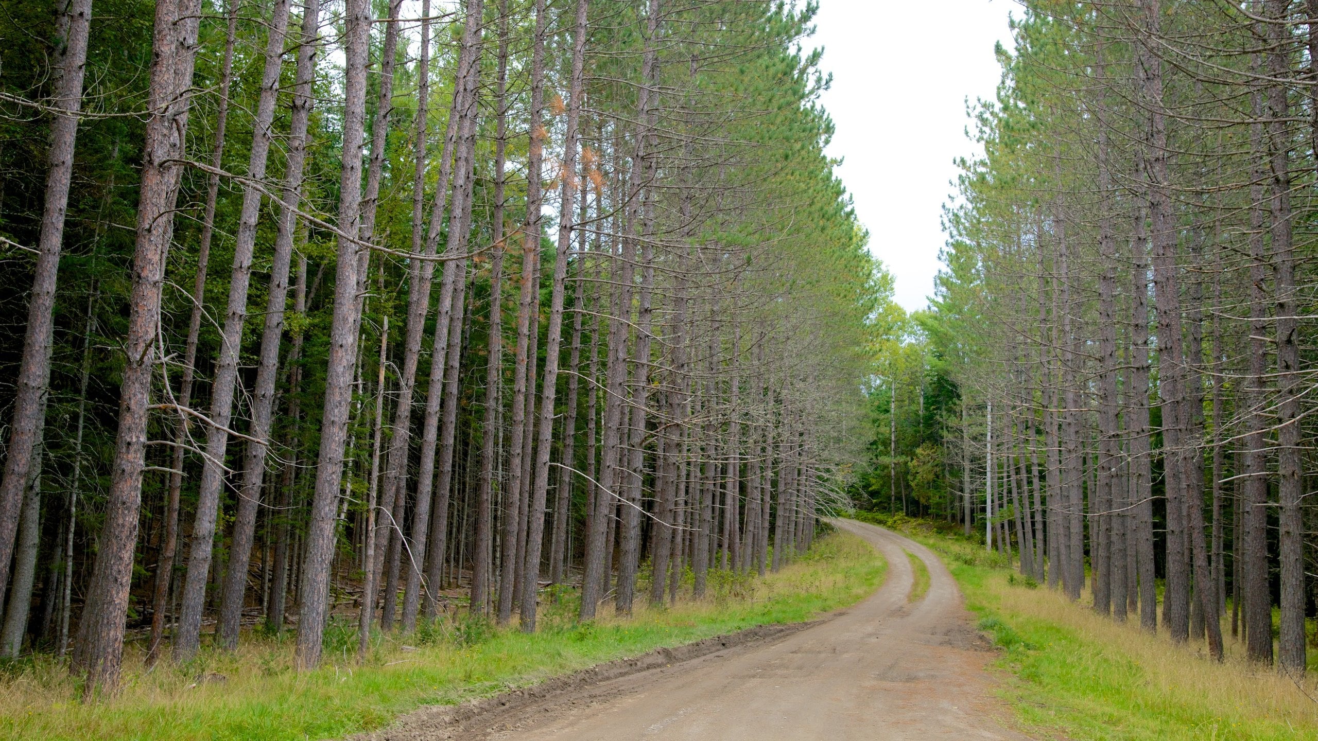 Jackman showing forests