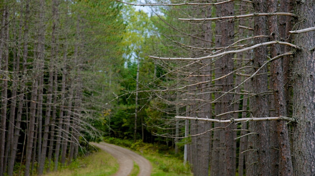 Jackman which includes forests