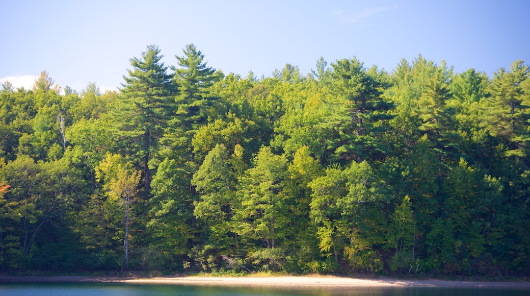 Walden Pond featuring general coastal views, landscape views and forest scenes