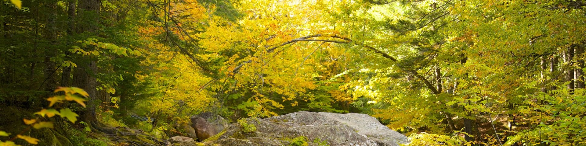 Green Mountain National Forest welches beinhaltet Herbstblätter und Waldmotive