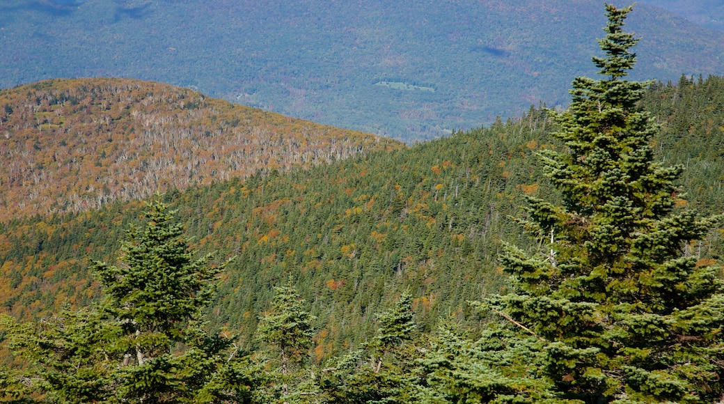 Monte Equinox mostrando bosques