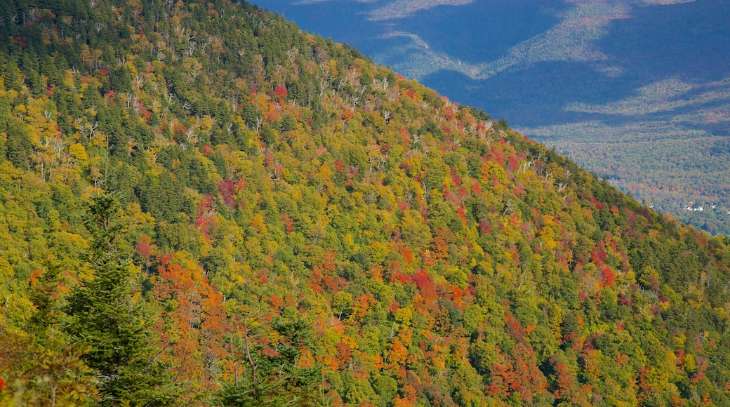 Mount Equinox showing forests, autumn leaves and tranquil scenes