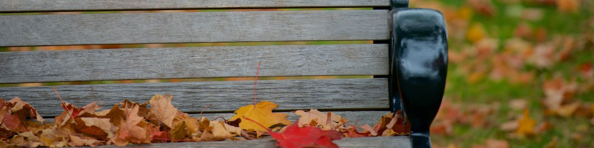 Village Green which includes fall colors and a garden