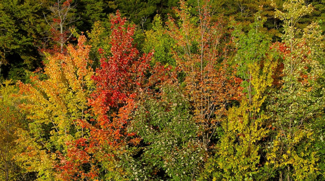 Killington Golf Course showing autumn leaves