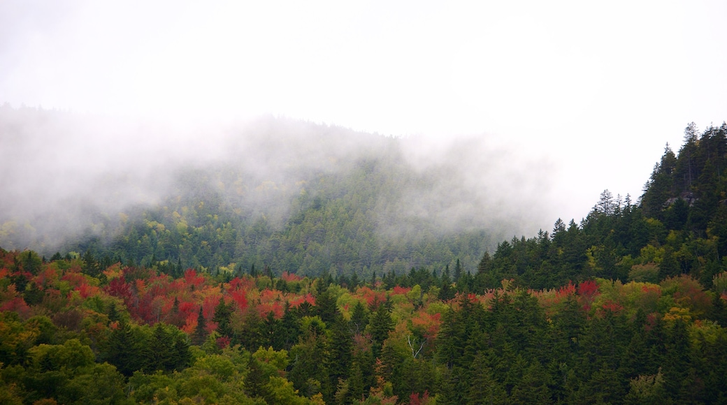 Maine que incluye niebla y paisajes forestales