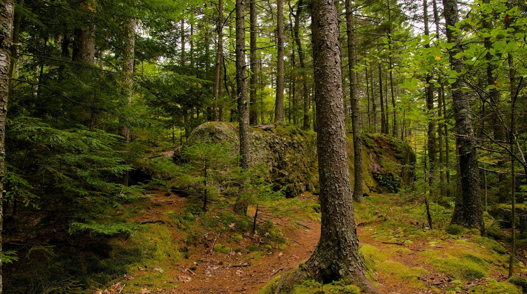 Maine featuring forest scenes