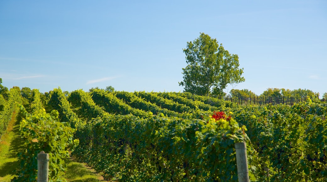 Sheldrake Point Winery