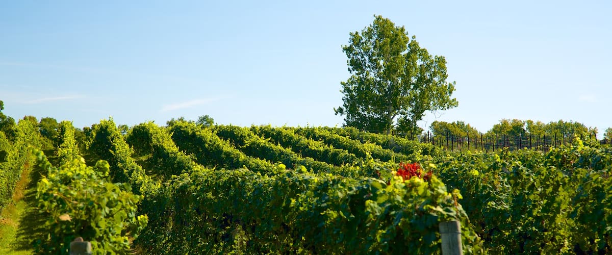 Sheldrake Point Winery