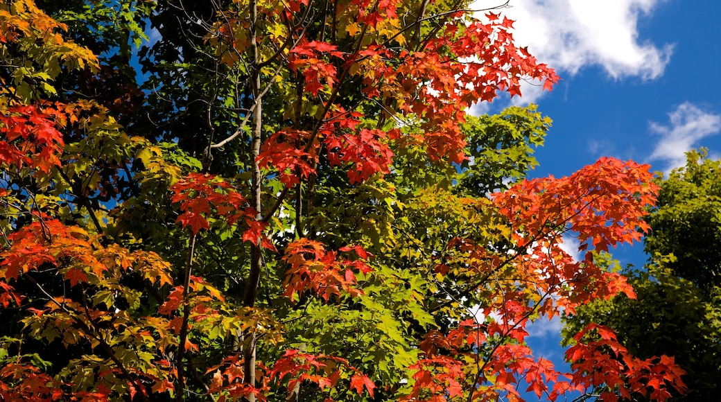 Kinzua Bridge State Park