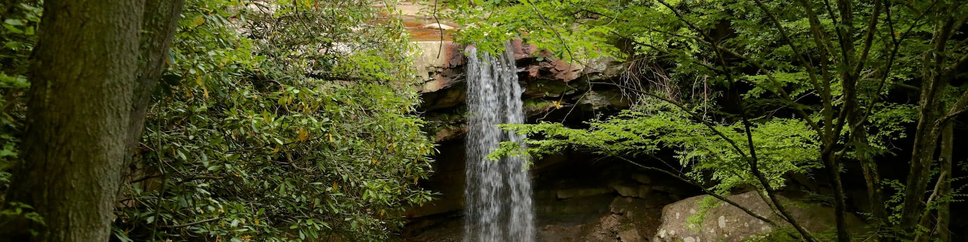 Uniontown featuring rainforest and a cascade