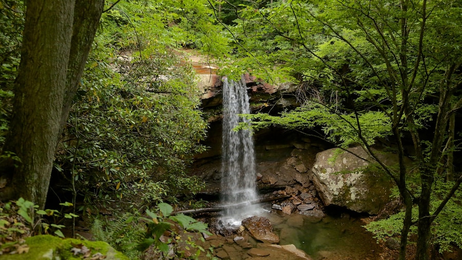 Uniontown which includes rainforest and a cascade