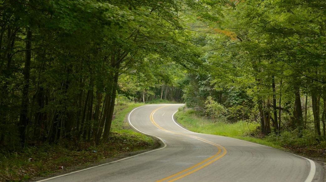 Uniontown showing forests