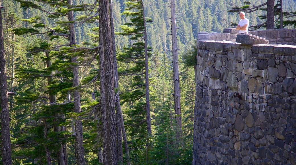 Ashford ofreciendo imágenes de bosques y vista y también un hombre