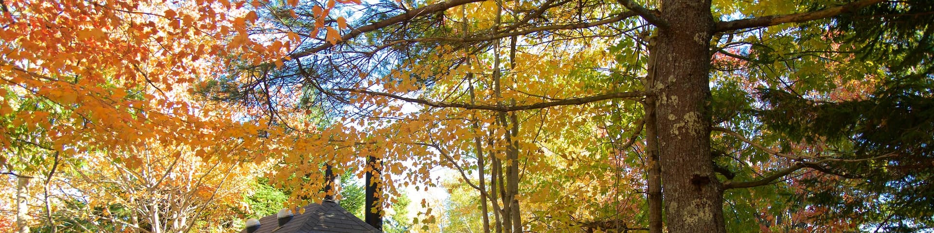Bar Harbor showing autumn leaves