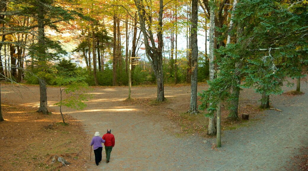 Bar Harbor mostrando oggetti d\'epoca cosi come coppia