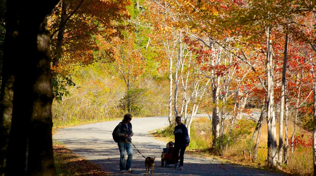 Bar Harbor che include colori d\'autunno cosi come un piccolo gruppo di persone