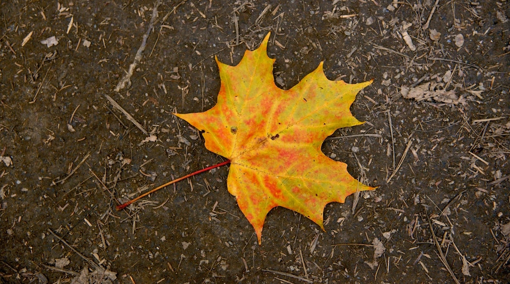 The Forks ซึ่งรวมถึง สีสันฤดูใบไม้ร่วง