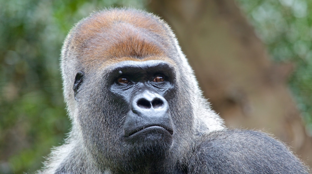 Loro Parque mettant en vedette animaux dangereux