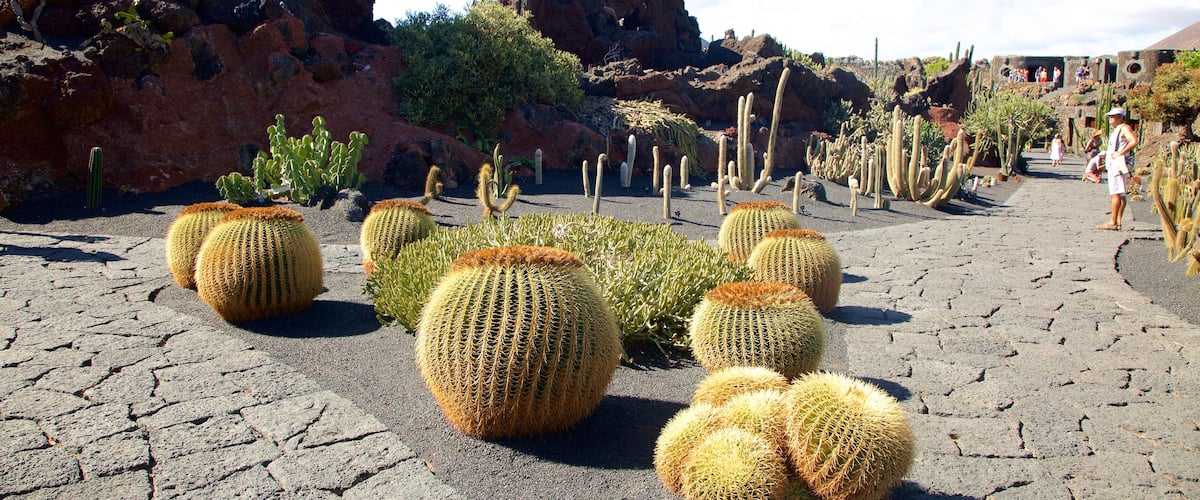 Cactus Garden showing a garden