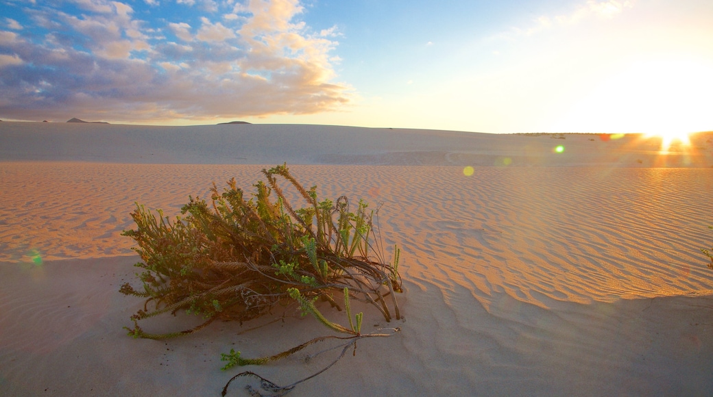 Parco naturale delle dune di Corralejo caratteristiche di tramonto e vista del deserto