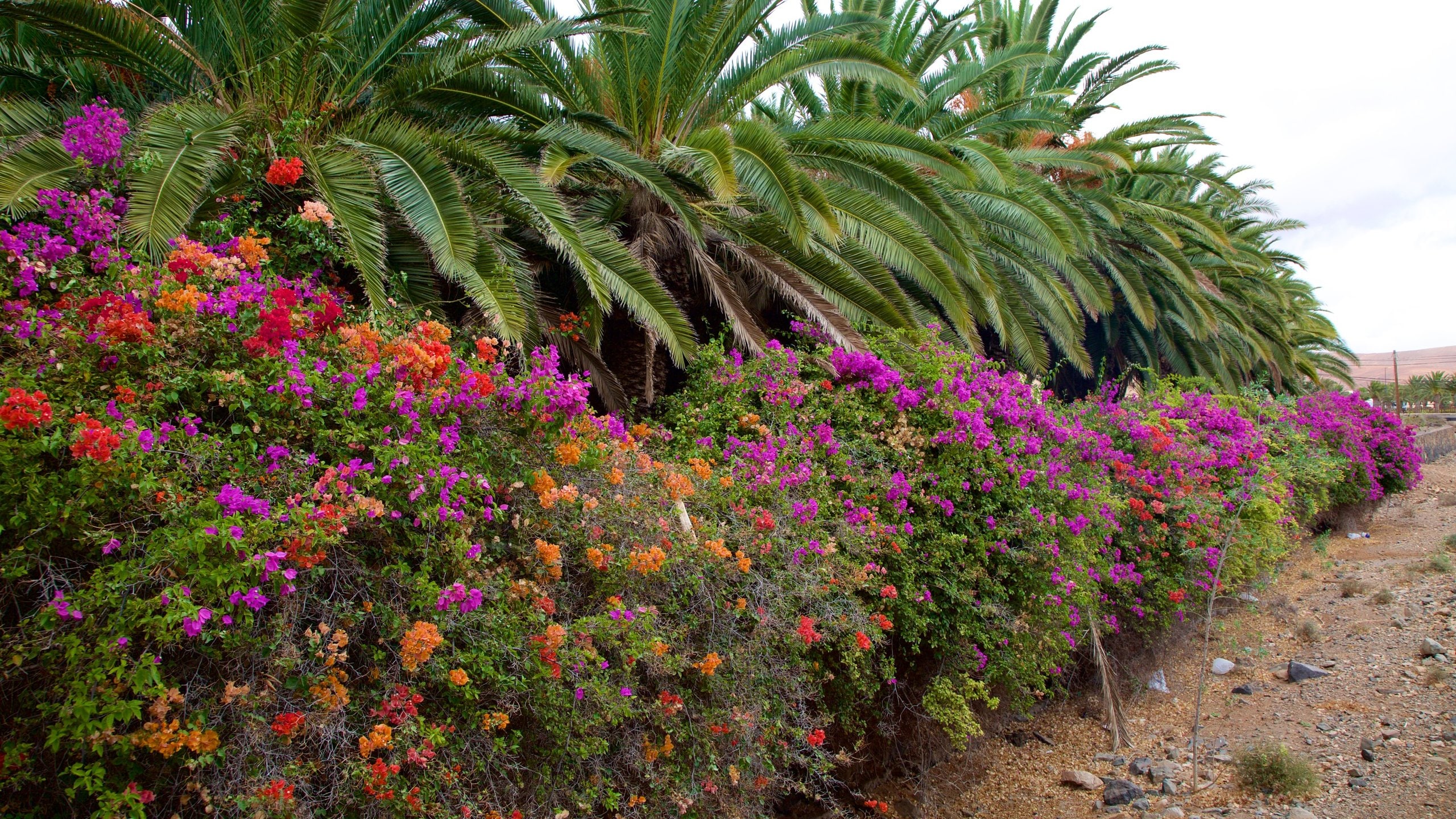 Pajara featuring a garden and flowers