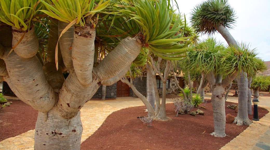 Antigua toont een tuin