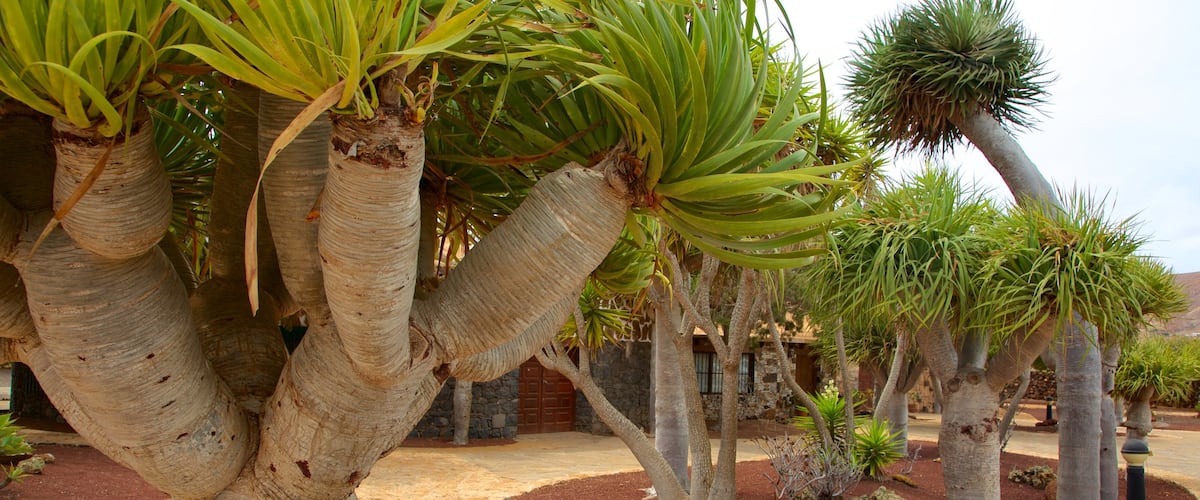 Antigua which includes a garden