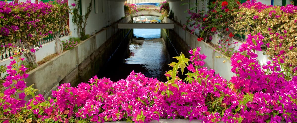 Mogan which includes flowers and a river or creek