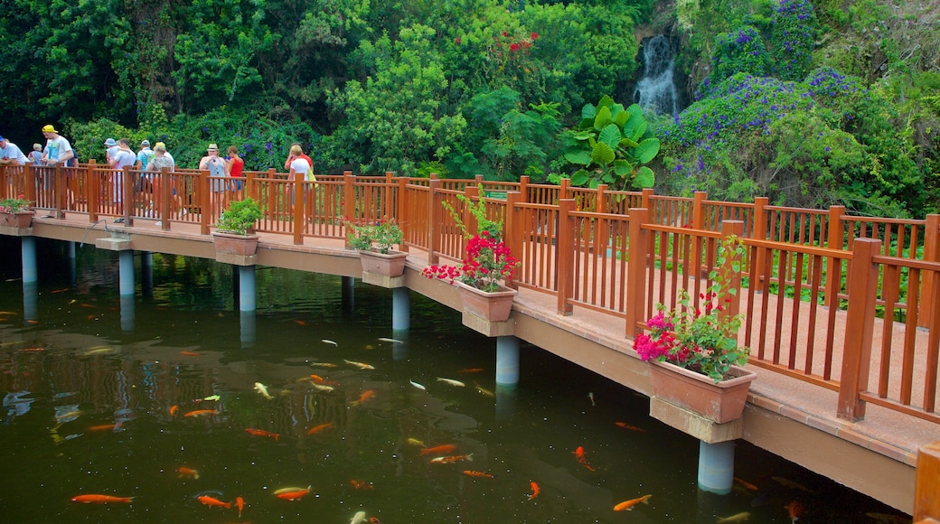 Loro Parque which includes marine life, a garden and rainforest