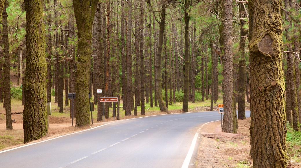 Santiago del Teide som visar skogar