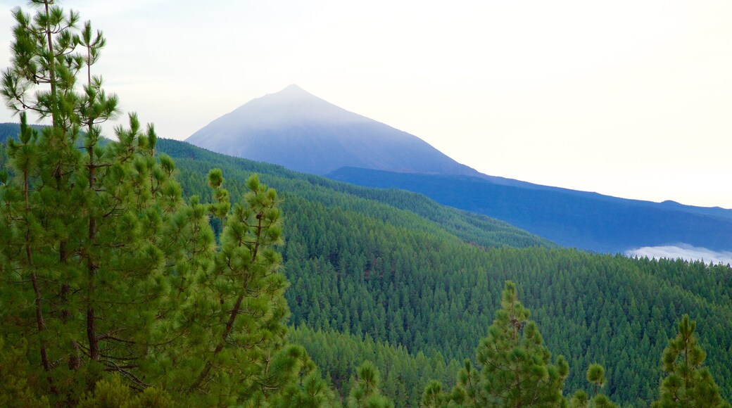 Santiago del Teide showing forest scenes and mountains