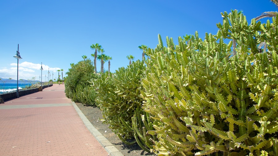 Playa Blanca which includes a park and general coastal views