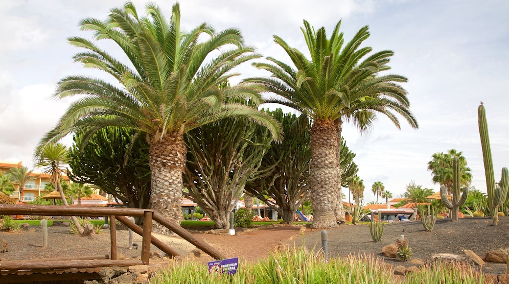 Caleta de Fuste caracterizando um jardim