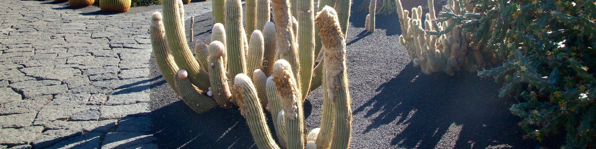 Cactus Garden featuring a garden