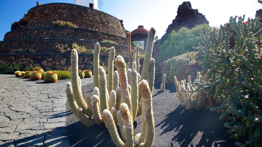 Jardin des cactus montrant un parc