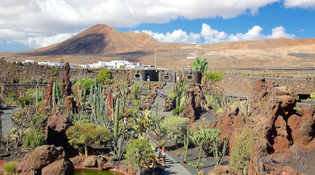 Cactus Garden showing a garden and desert views