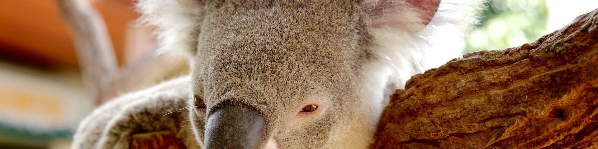 Wildlife Sydney showing cuddly or friendly animals