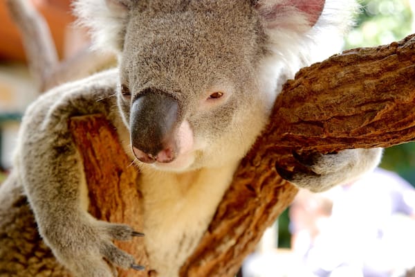 Wildlife Sydney showing cuddly or friendly animals