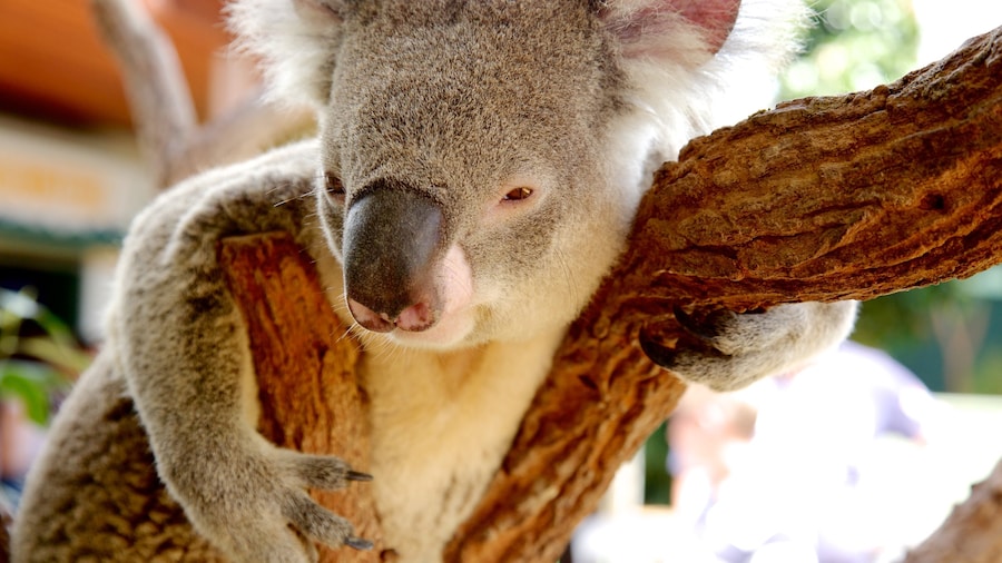 Wildlife Sydney mit einem niedliche oder freundliche Tiere