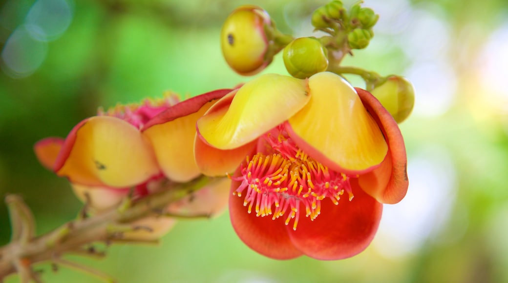 Ho Chi Minh-staden som inkluderar blommor