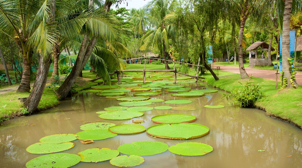 Hô-Chi-Minh-Ville montrant jardin et mare