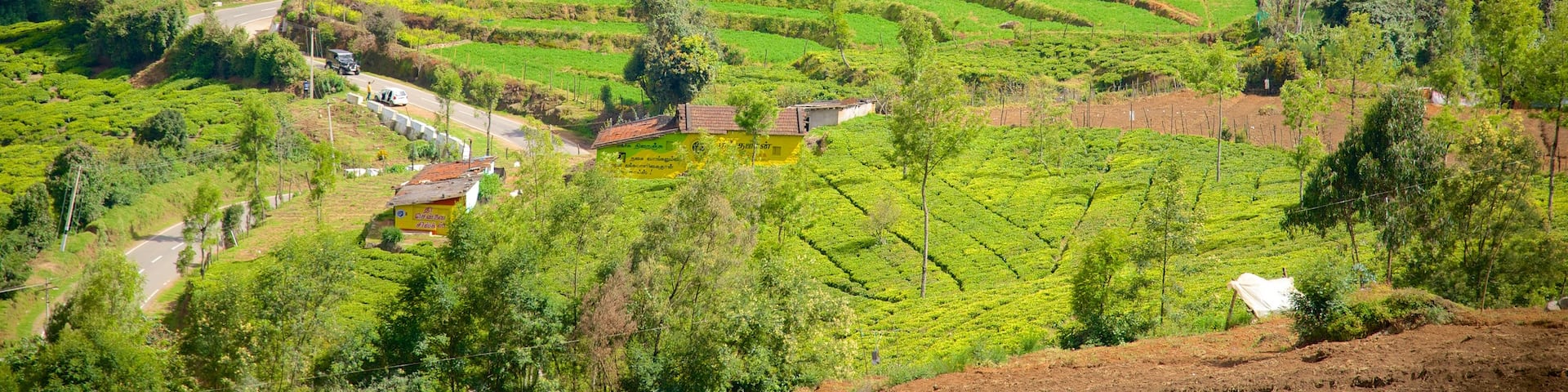Doddabetta Peak featuring tranquil scenes and farmland