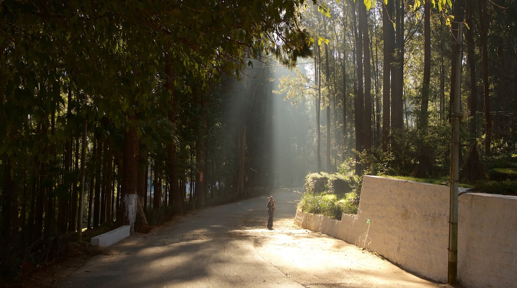 Ooty which includes a garden