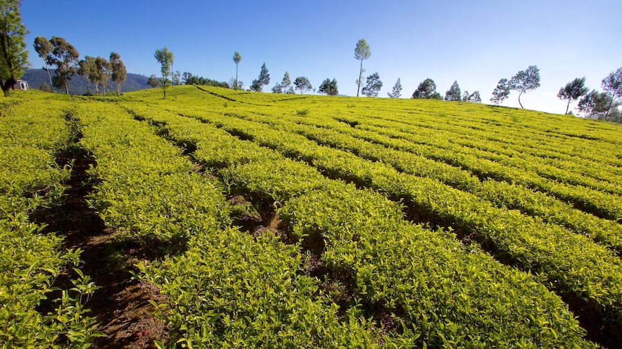Ooty