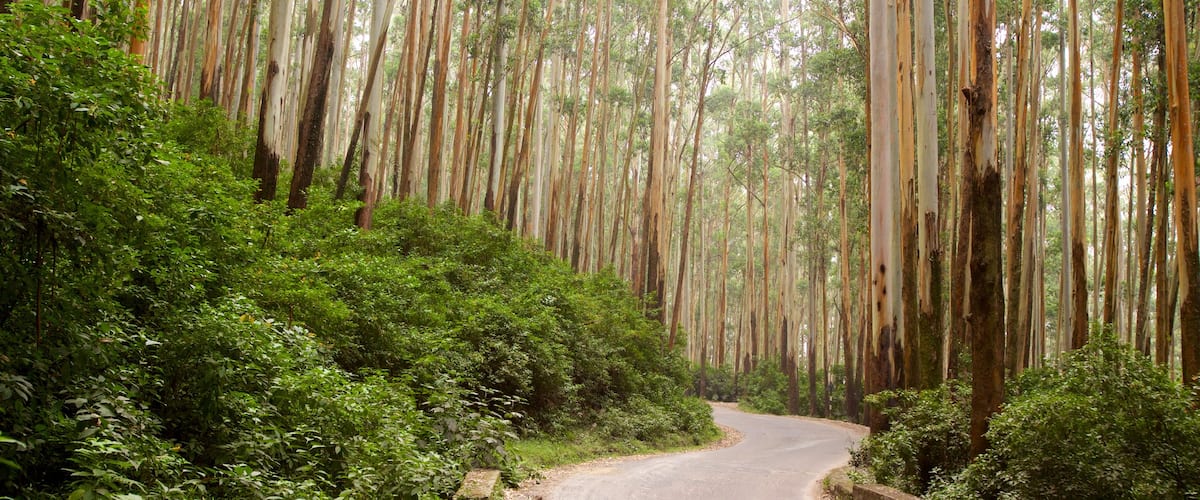 Ooty featuring forest scenes