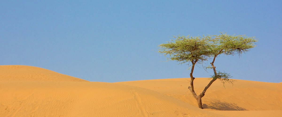 Rajasthan featuring desert views