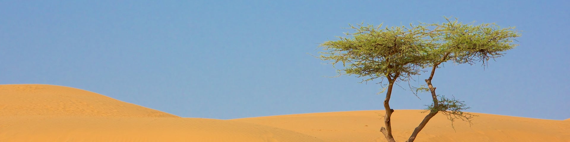 Rajasthan featuring desert views
